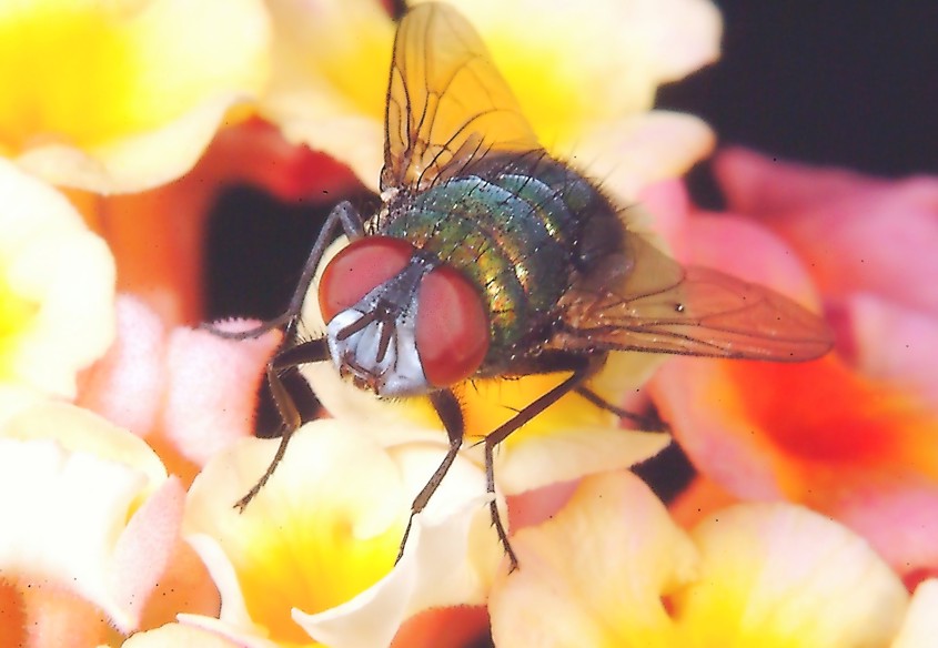 mosca